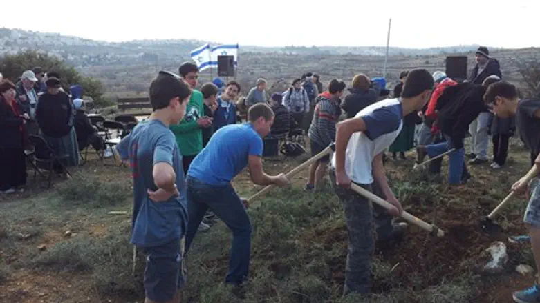 נוטעים באיחור מסויים