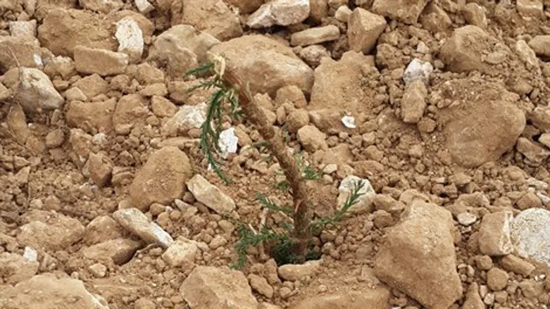 השתילים שהושחתו