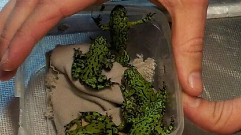 התגלית שמאחורי הסמרטפונים