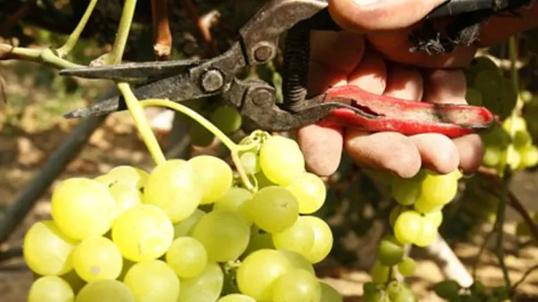 ענבים, כרם, יין, פירות, יקב