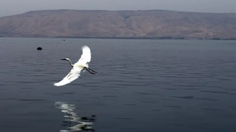 ממשיכה להתמלא. הכנרת