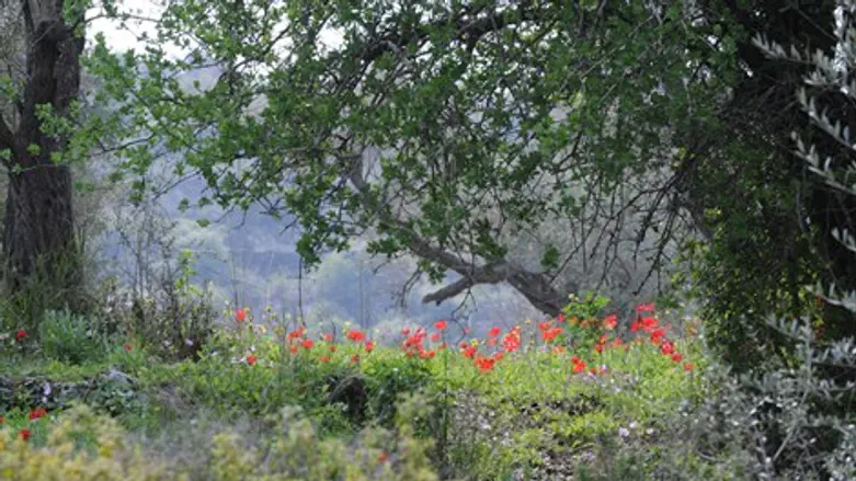 יער נוה צוף
