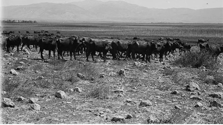 Buffalo in Israel