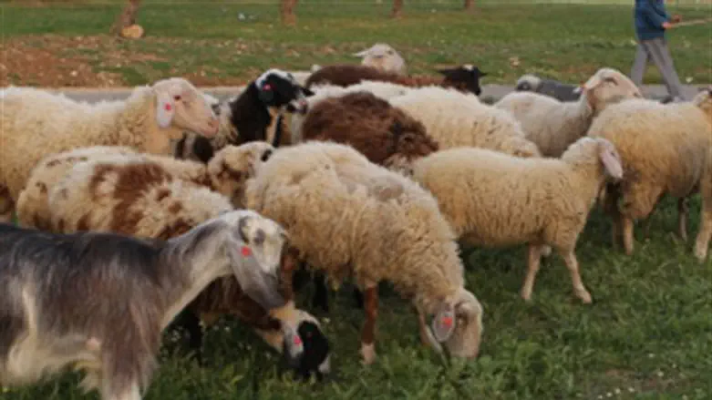 אילוסטרציה