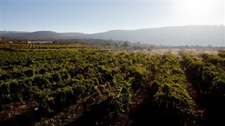 Judea Samaria agriculture