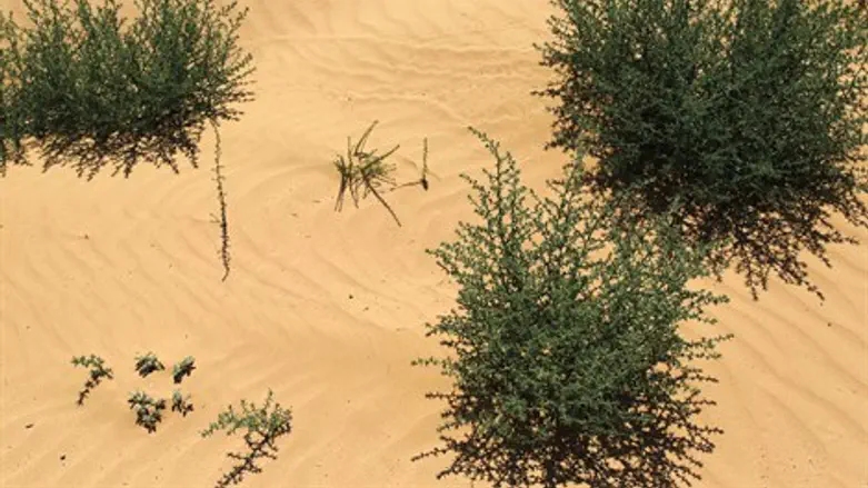 כריה לא חוקית. חול