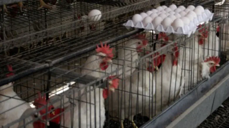 לול תרנגולות.