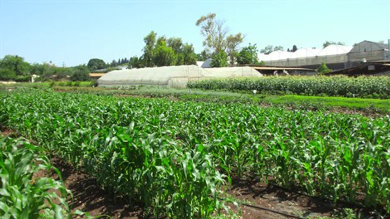 "ושבתה הארץ שבת לה'"