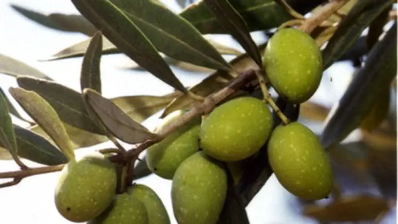 זיתים ביערות