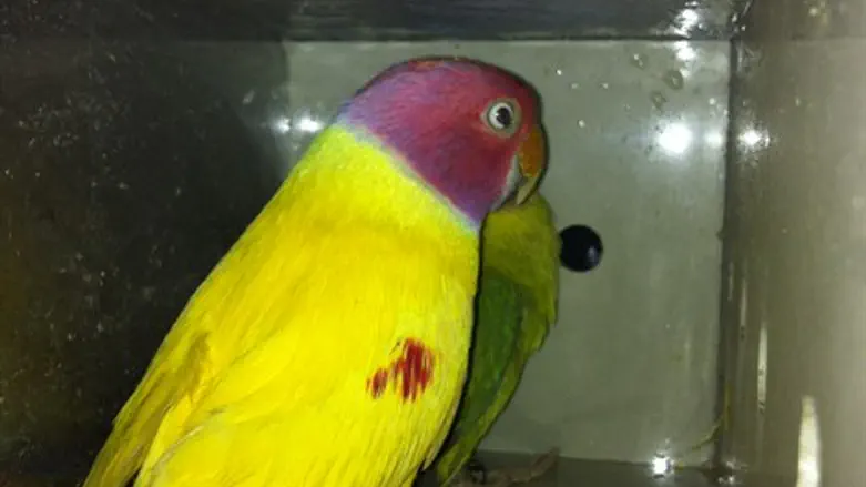 אחד התוכים שהוברחו