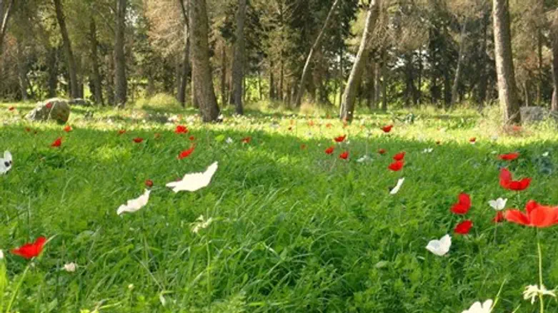 שביל האורנים