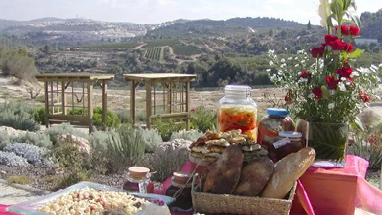 בראנץ מול הטבע בצובה