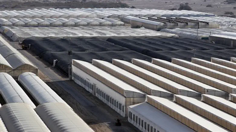 חממות עין יהב