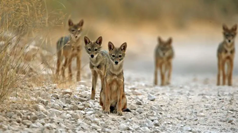 תן תנין בעלי חיים חיות