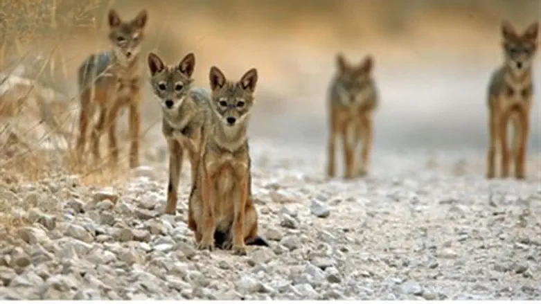 Jackals (illustration)