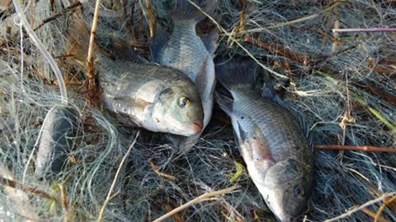 דגים מורעלים