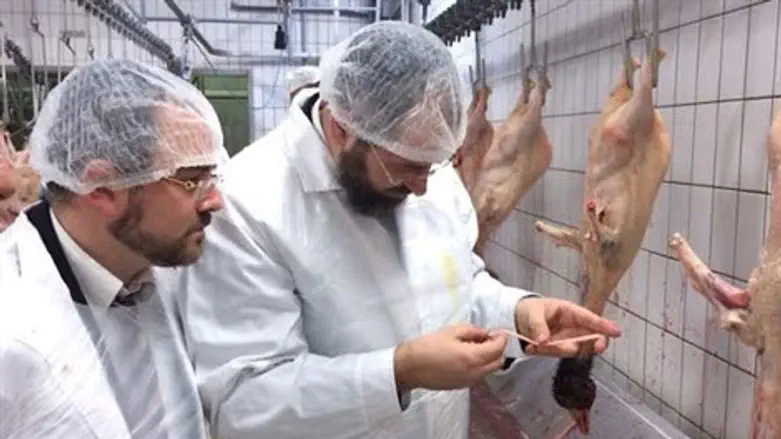 הרב לאו במשחטת האווזים