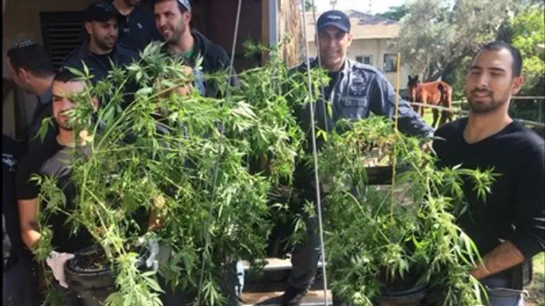 סמים. ארכיון