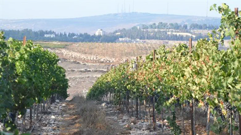 הכרם של יקב טורא