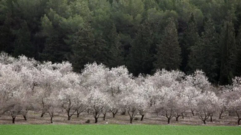 לצאת אל הטבע