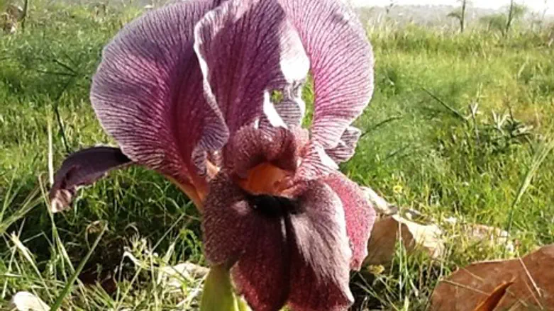 אירוס הגלבוע