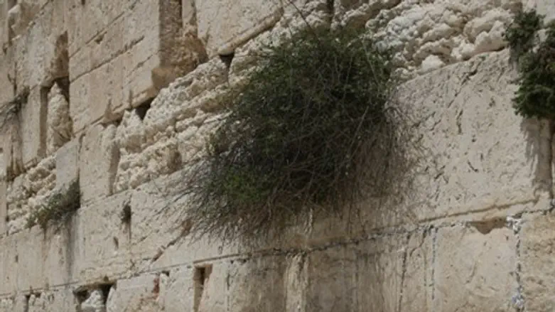 הכותל- מועדף