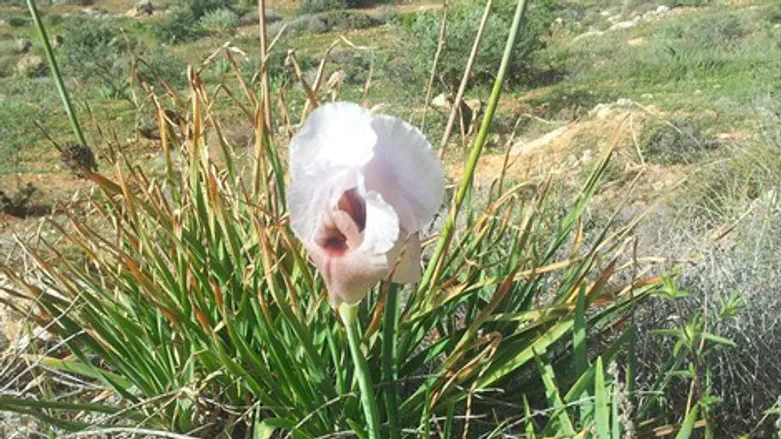 לפני שהם נעלמים, אירוסי השומרון