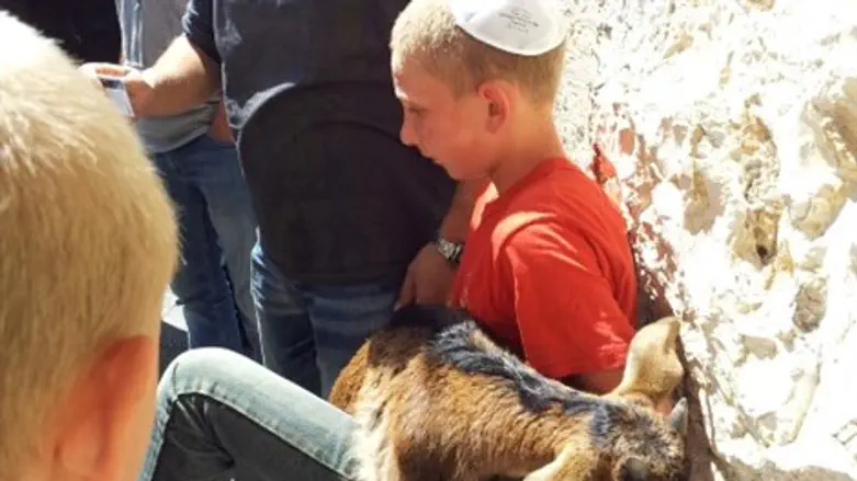 הקרבן שנעצר