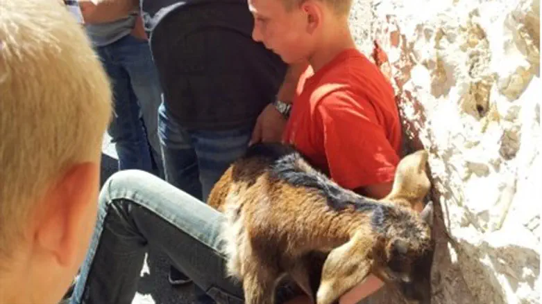 The intended sacrifice