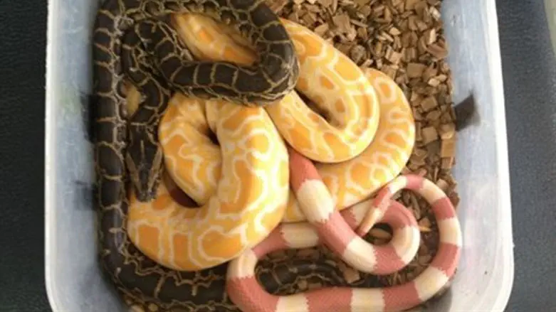 נחשים, ארכיון