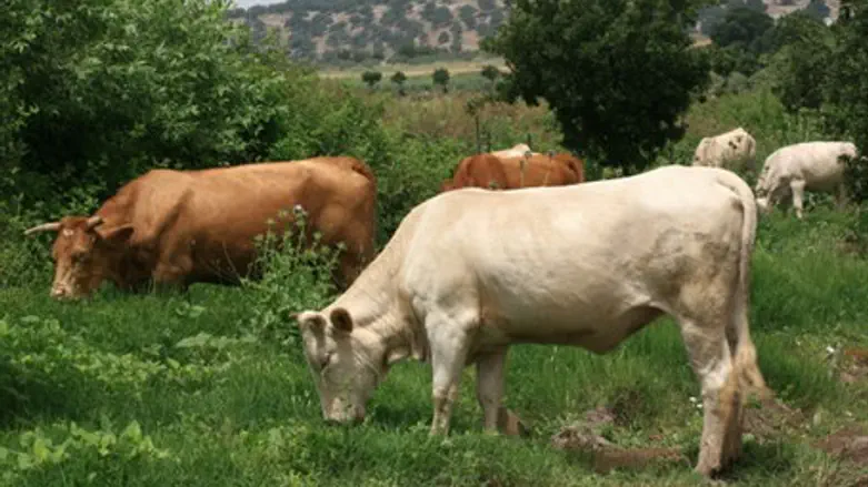 Cows (illustration)