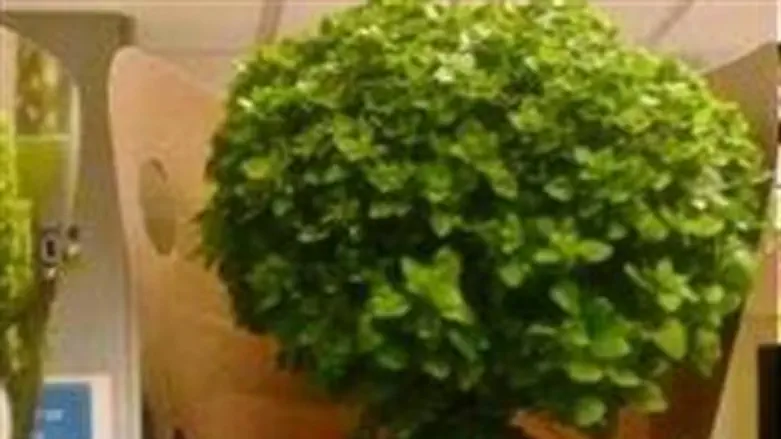 מישראל אל העולם ובחזרה, הבזיל