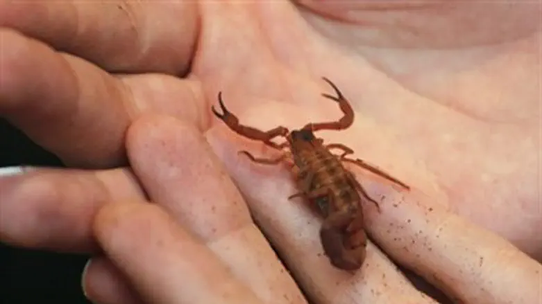 Carry-on luggage? (Illustration)