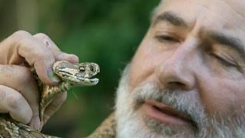 הנחשים התעוררו משנת החורף. נחש צפע