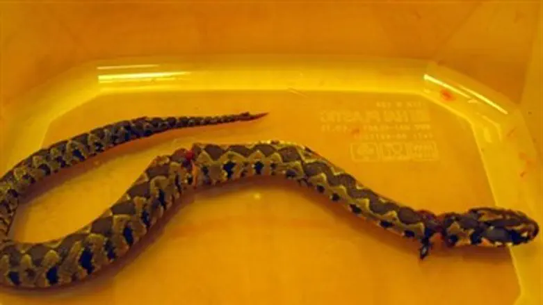 The viper