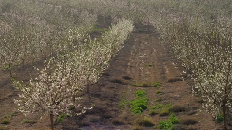 פרדס שדה שקדיות