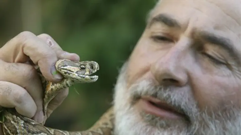 Viper snake (illustration)