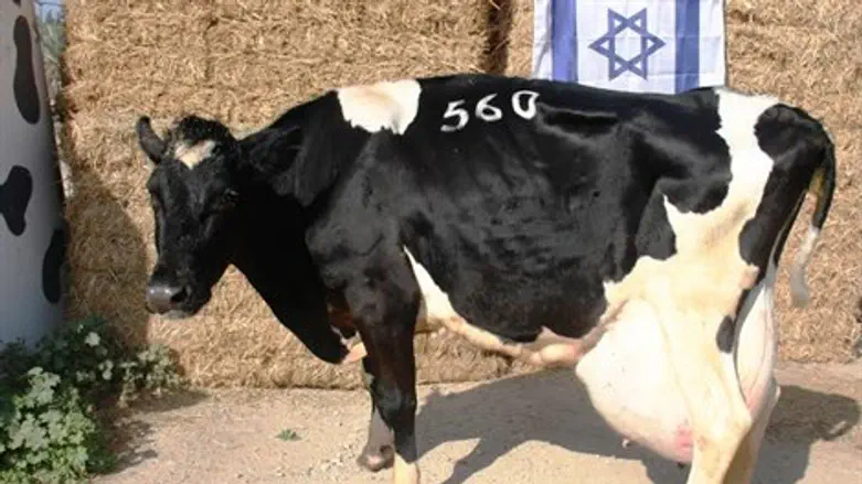 עגל פרה. ארכיון