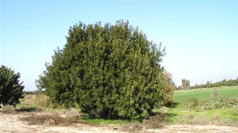 העצים יעברו דירה גם בשמיטה