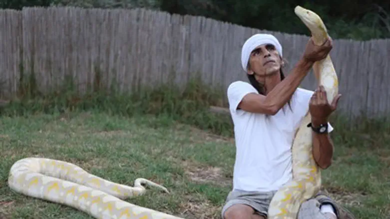 Giant snake (illustration)