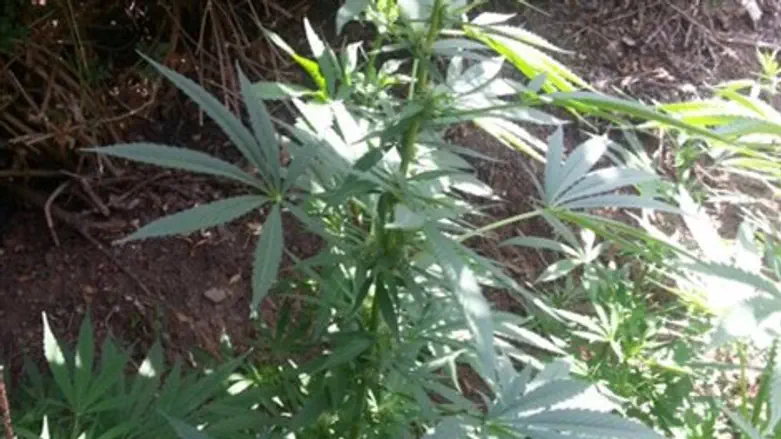 שתילי המריחואנה