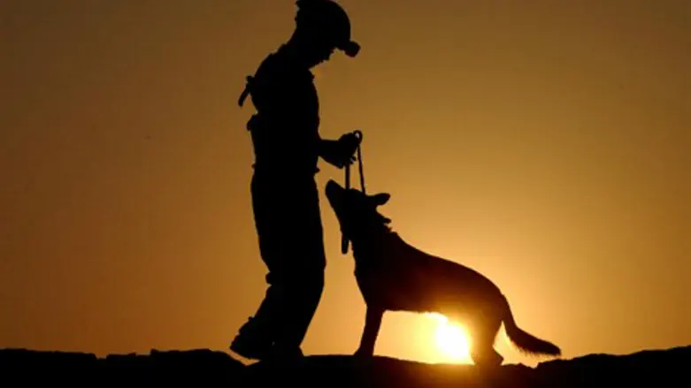 קורס כלבנים