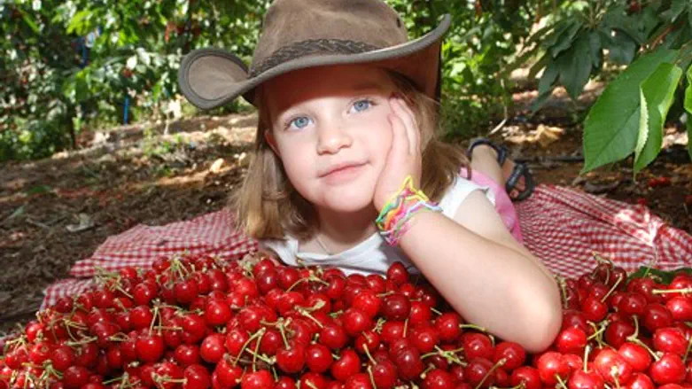 עונת הדובדבן