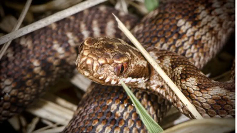 Snake (illustration)