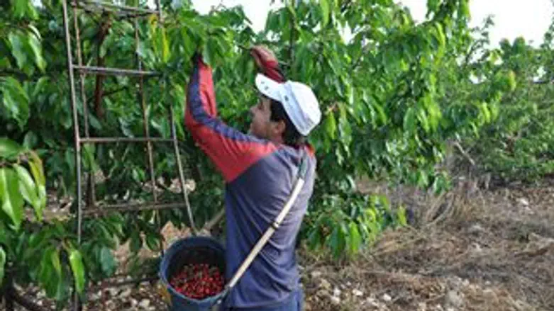 קטיף דובדבנים. ארכיון