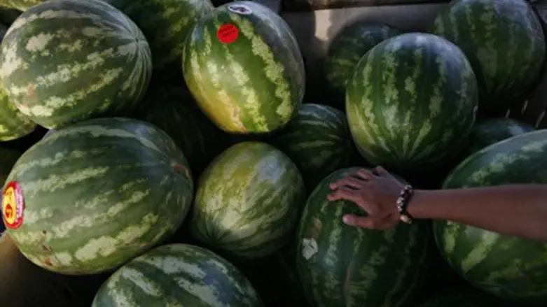 אבטיחים. אילוסטרציה