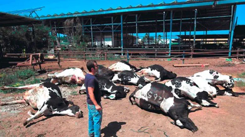 הפרות שנפגעו מהרקטה