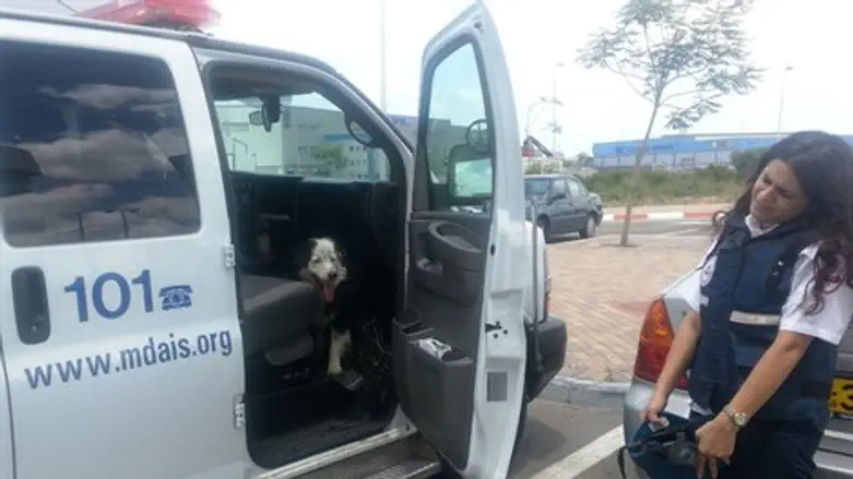 הכלב שהסתתר באמבולנס מד"א