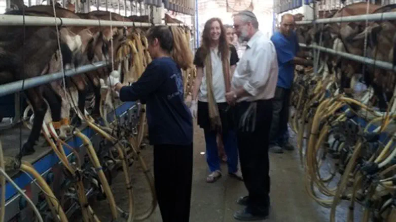 בחליבה עם הרב וורצמן