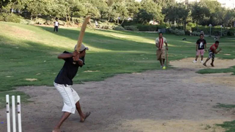 Cricket (illustrative)